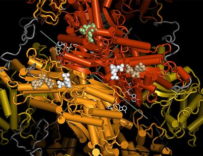 Crystal structure of the 6-phosphofructokinase from Pichia pastoris